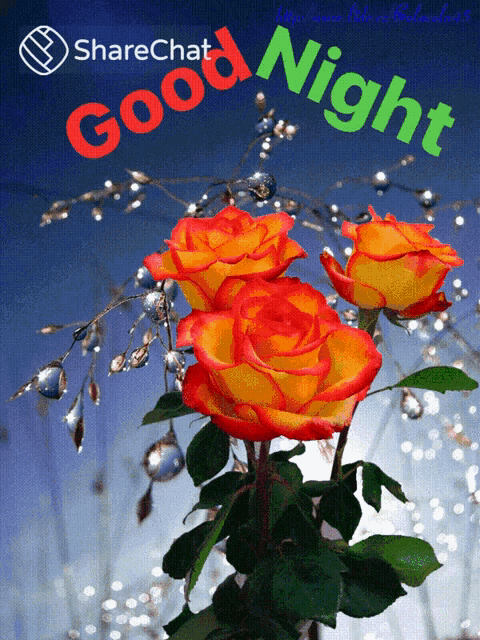 a sharechat good night greeting card with roses in the foreground