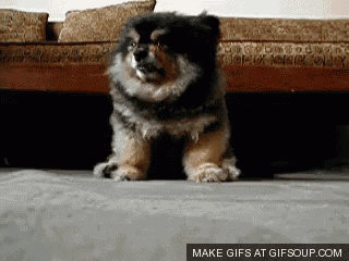 a dog is sitting in front of a couch with the words make gifs at gifsoup.com visible