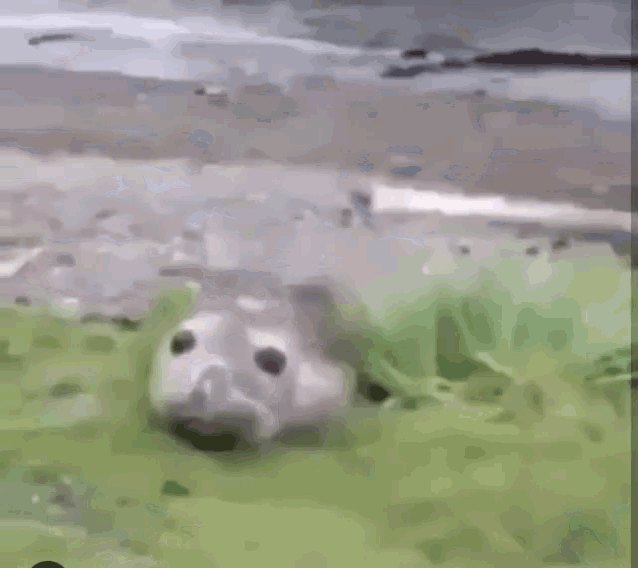 Seal Scream GIF - Seal Scream GIFs