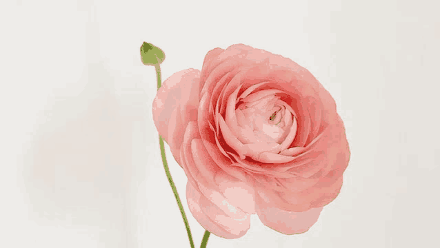 a close up of a pink flower with a green stem against a white background .