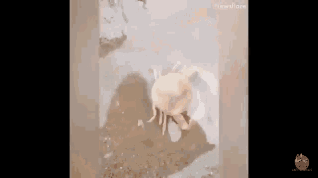a jellyfish is swimming in the water and looking for food .