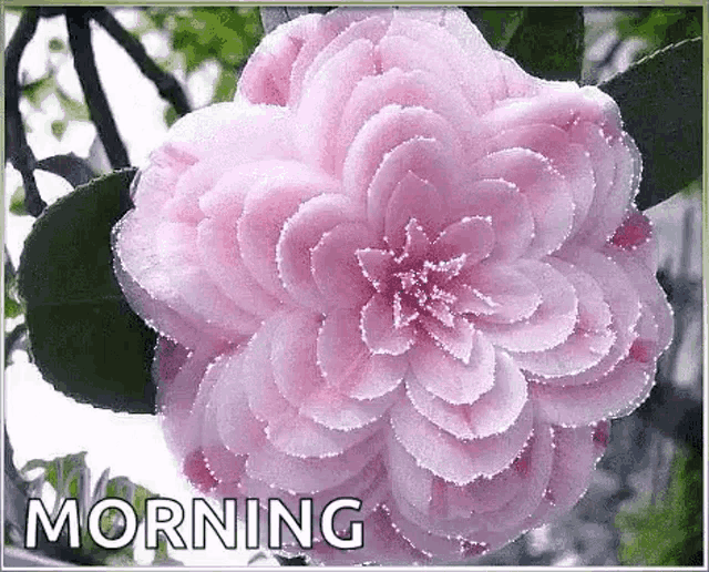 a close up of a pink flower with the words morning written on it .