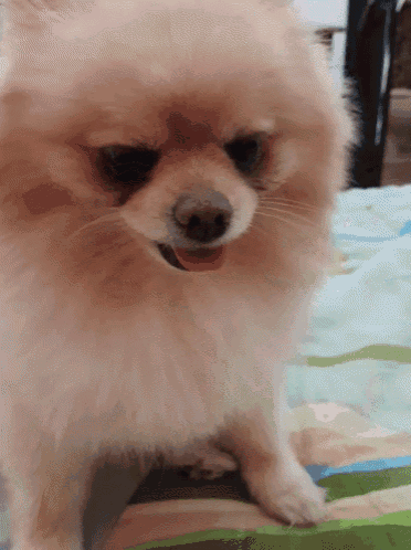 a pomeranian dog is sitting on a bed with its tongue hanging out