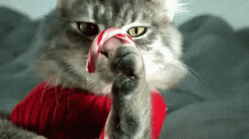 a cat in a red sweater is licking a candy cane .