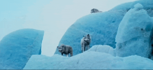a group of wolves standing on top of a snow covered hill