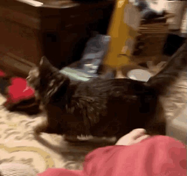 a cat is laying on a carpet next to a person in a red shirt