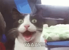 Yay Cat GIF - Yay Cat Happy GIFs