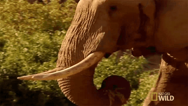 a close up of an elephant with national geographic wild written on the bottom right