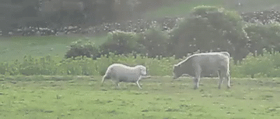 Fight Sheep GIF - Fight Sheep Ram GIFs