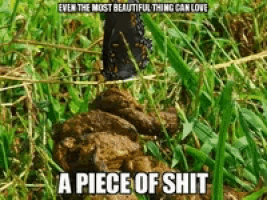 a butterfly is sitting on top of a pile of shit