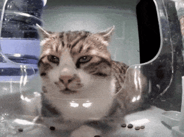 a cat is sitting in a clear plastic container with food on the ground