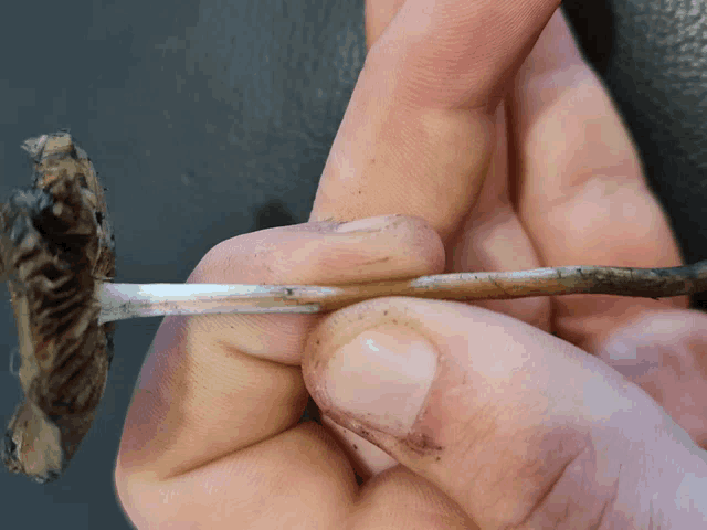 a close up of a person holding a mushroom