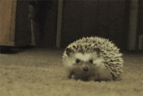a hedgehog is walking on the carpet in a room .