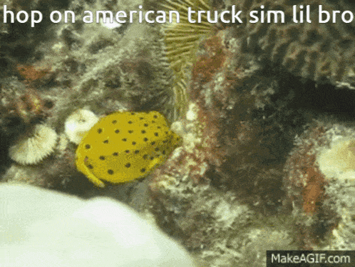 a yellow fish with black spots is on a coral reef with the words hop on american truck sim lil bro above it