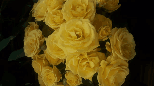 a bunch of yellow roses on a dark background