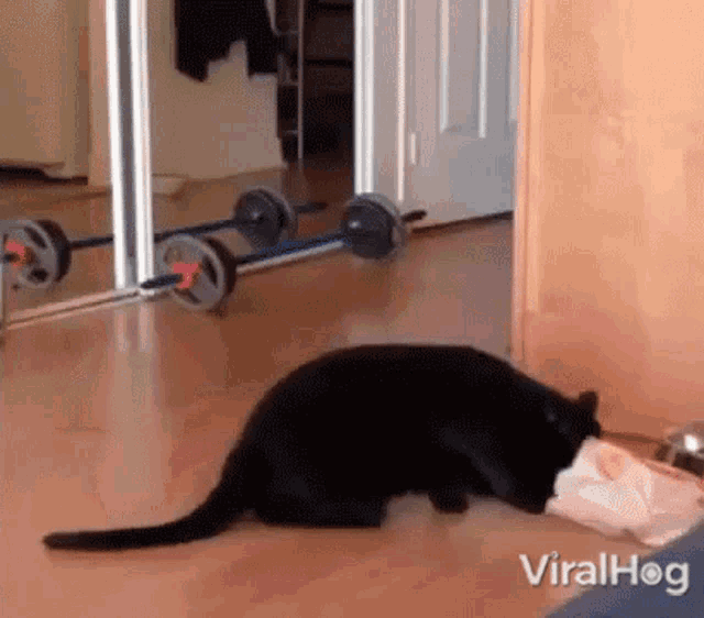 Cat Viralhog GIF - Cat Viralhog Black Cat GIFs