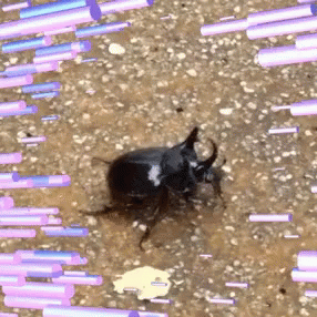 Rhinoceros Beetle GIF - Rhinoceros Beetle Insect GIFs