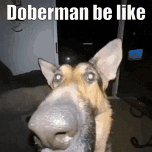 Doberman Doberman Dog GIF - Doberman Doberman Dog Dog GIFs