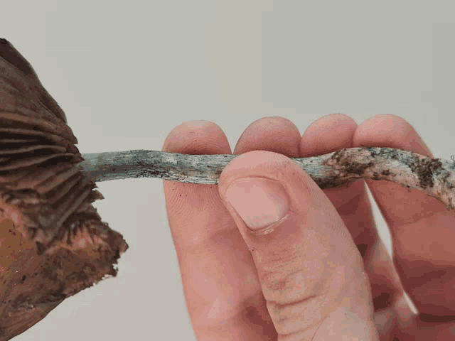 a person is holding a mushroom in their hand with their fingers