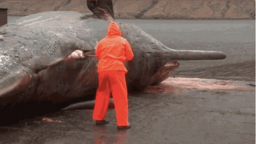 Whale Explosion GIF - Whale Explosion Boom GIFs