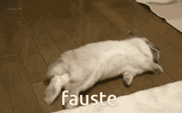 a white rabbit is laying on its back with the word fauste written above it