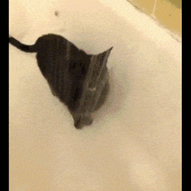 a cat is playing in a bathtub filled with water .