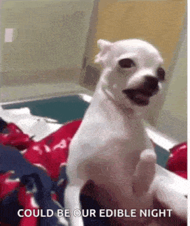 a small white dog is sitting on a bed with the words could be our edible night written on the bottom