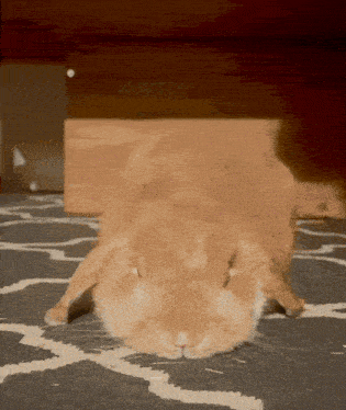 a rabbit laying on its back on a rug