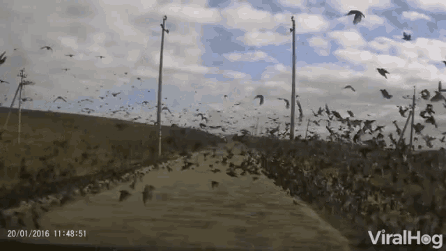 Flock Swarm GIF - Flock Swarm Birds GIFs