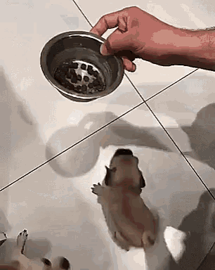 Puppy Eating GIF - Puppy Eating Dog GIFs