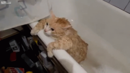 Fat Cat Trying Escape From Bath GIF - Cat Bath Fat GIFs