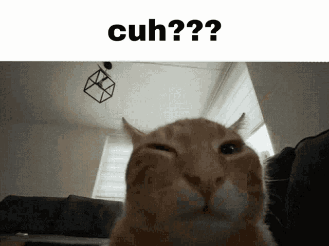 a cat is looking at the camera with the words cuh on the bottom