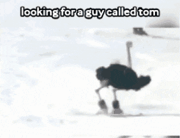 a cartoon of an ostrich on a snowboard with the caption looking for a guy called tom