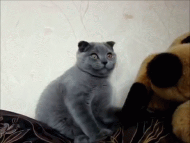 Show Me Your Best Puppy Impression GIF - Cat Funny Face GIFs