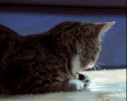 a close up of a cat laying on a carpet with a blue background