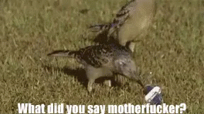 I Will Cut You GIF - What Did You Say I Will Cut You Birds GIFs