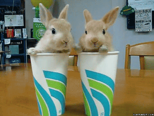 Flavor Of Cute: 2 Bunnies, 2 Cups GIF - Bunny GIFs