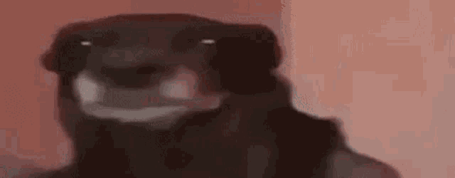 a close up of a black dog with a beard making a face .