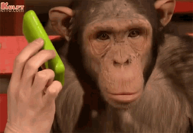Hello Monkey GIF - Hello Monkey Animals GIFs