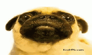 a close up of a pug dog with the website kcolrpix.com in the bottom right corner