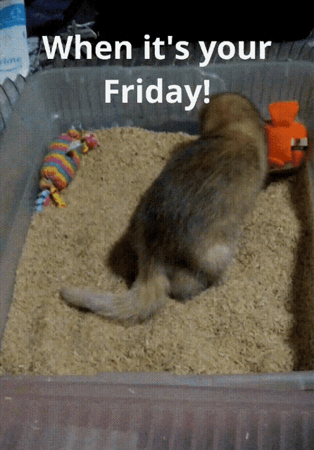 Friday Fridayferret GIF - Friday Fridayferret Ferret GIFs