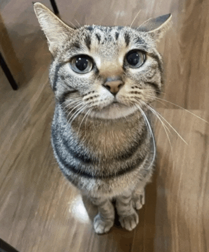 a cat sitting on a wooden floor looking at the camera