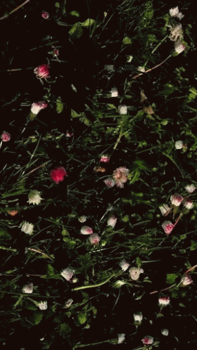 Forming Daisies Blooming GIF - Forming Daisies Blooming Wild Flowers GIFs