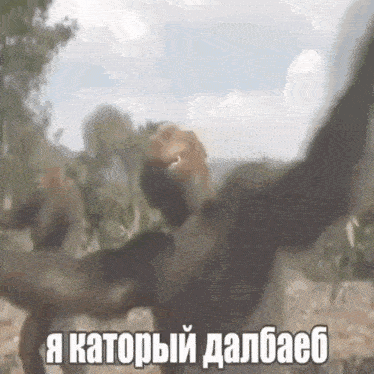 a monkey is taking a picture of itself with a caption in a foreign language .