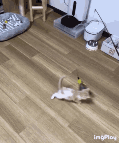 a kitten is playing with a toy on the floor .