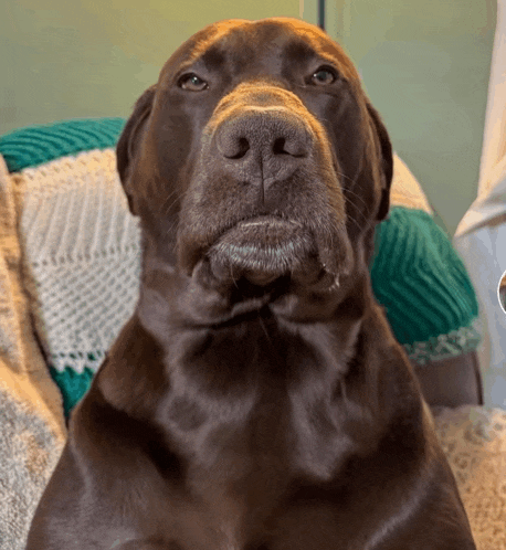 a brown dog sitting on a couch with a green and white blanket on it