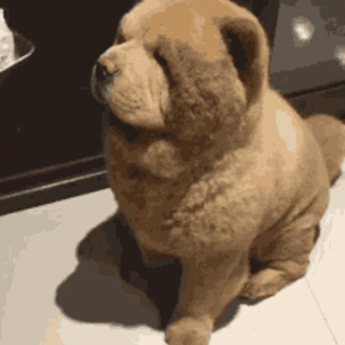 Chow Chow Puppy GIF - Chow Chow Puppy Dog GIFs