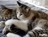 Love Cats GIF - Love Cats Cuddle GIFs