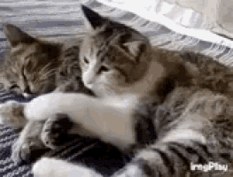 two cats are laying on a blanket on a bed .
