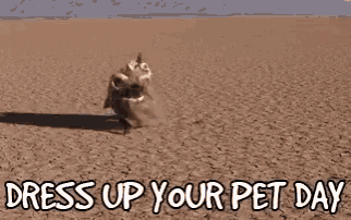 a dog is running in the desert with the words `` dress up your pet day '' written on the bottom .